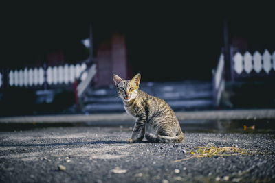 Cat sitting on road