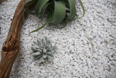 High angle view of fresh white flowers in container