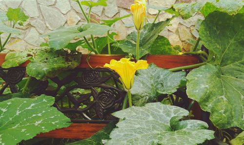 Close-up of flowers blooming outdoors