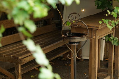 Potted plants in pot