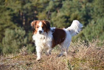 Close-up of dog standing outdoors