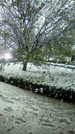 Wet tree by lake against sky during rainy season