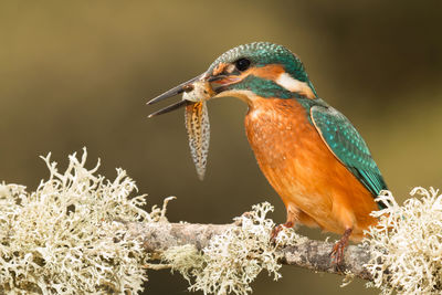 Close-up of bird perching on a branch