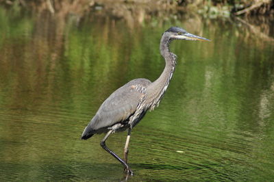 High angle view of gray heron on lake