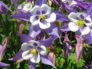 Close-up of purple flowers