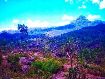 Purple flowering plants by land against sky