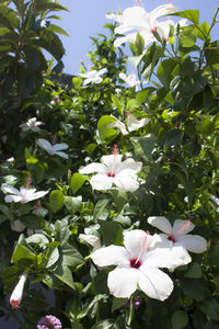 Close-up of flowers in park