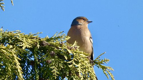 Low angle view of bird perching on branch against blue sky
