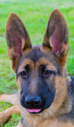 Close-up portrait of a dog