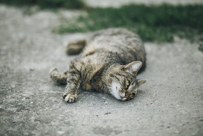 Cat lying down on footpath