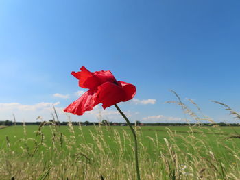 Close-up of red poppy flower on field against sky