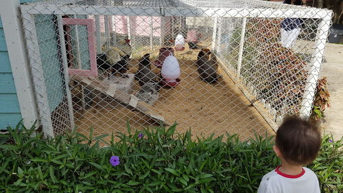 Rear view of boy standing by chicken coop