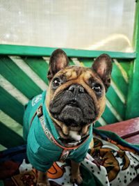 Close-up of a dog