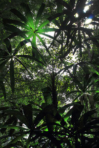 Low angle view of trees in forest