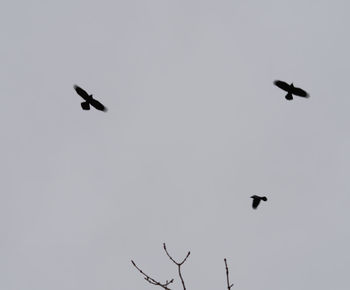 Low angle view of silhouette birds flying against clear sky