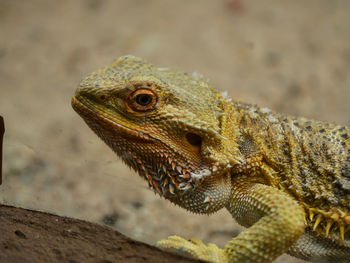 Close-up of lizard