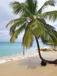 Palm tree on beach against sky