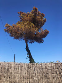 Low angle view of tree against clear blue sky