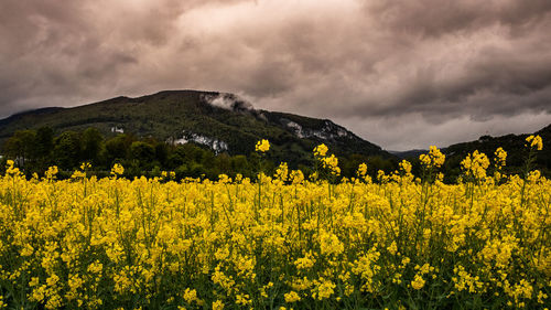 Scenic view of oilseed rape field against sky