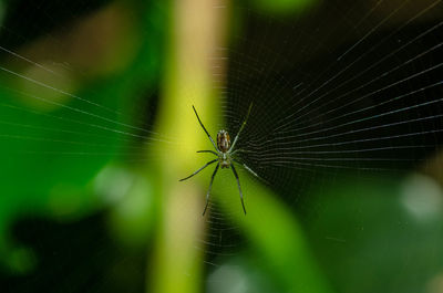 Close-up of spider on web