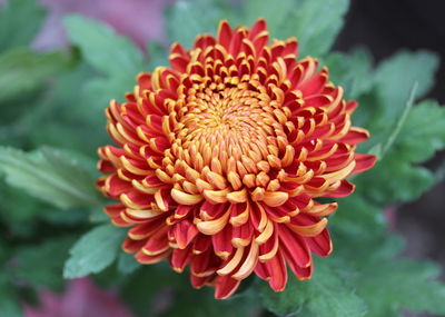 Close-up of red dahlia