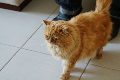 Cat on tiled floor