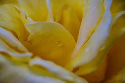 Full frame shot of yellow flowering plant