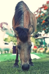 Close-up of a horse on field