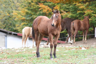 Horses standing in ranch