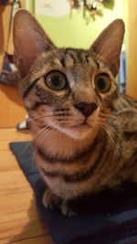 Close-up portrait of cat at home
