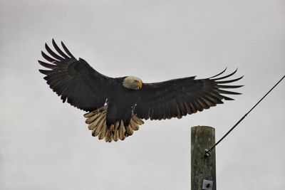 Low angle view of bald eagle flying against clear sky