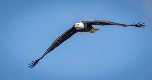 Low angle view of eagle flying in sky