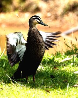 Close-up of bird on field