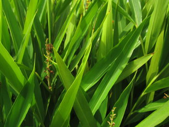 Close-up of insect on plant