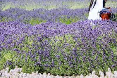 Purple flowering plants on field