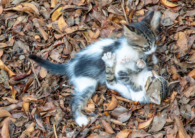 High angle view of a cat on dry leaves