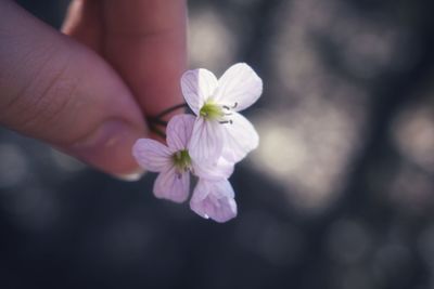 Close-up of hand holding cherry blossom