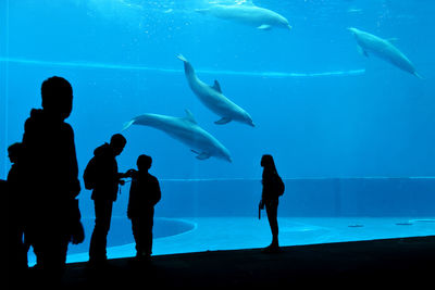 Full frame of visit to the aquarium with swimming dolphins