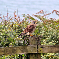 Bird perching on a tree