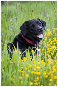 Black dog on field