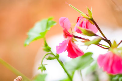 Close-up of pink flowers blooming outdoors