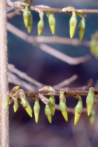 Budding flowers in spring