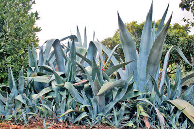 Close-up of succulent plants on field against clear sky