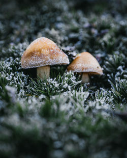 Close-up of mushroom on field