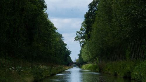 River amidst trees in forest against sky