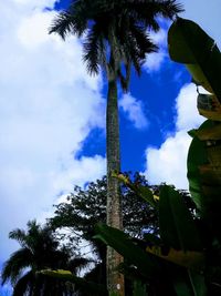 Low angle view of palm trees against blue sky