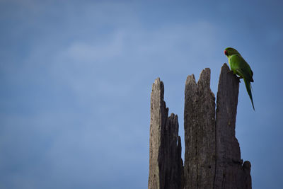 Low angle view of bird perching on tree against sky