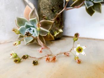 Close-up of flowers growing on tree