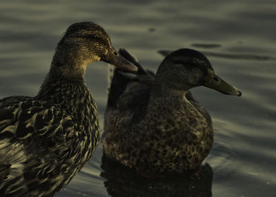 Close-up of duck in lake