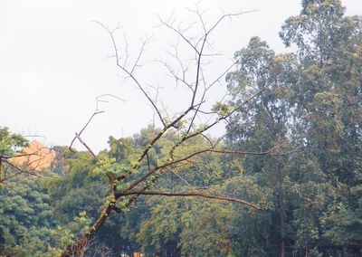 Low angle view of trees against sky during autumn